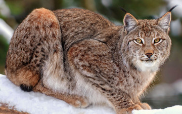 Картинка животные рыси взгляд