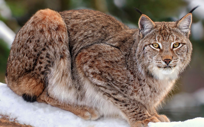 Обои картинки фото животные, рыси, взгляд