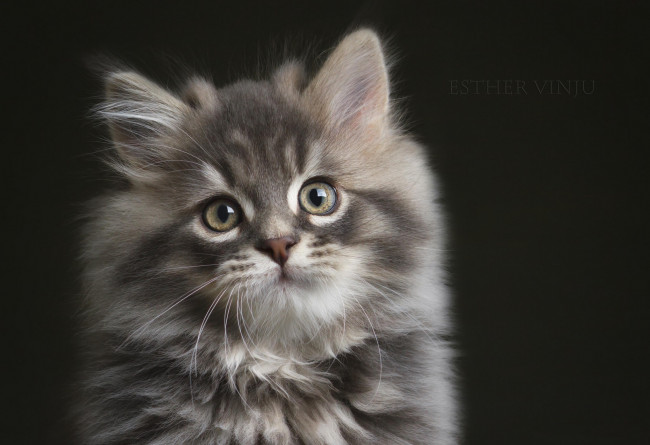 Обои картинки фото животные, коты, взгляд, коте, киса, усы, ушки, портрет, тёмный, фон