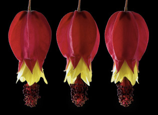 Картинка цветы черный фон