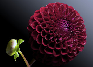 Картинка цветы георгины георгина цветок фон