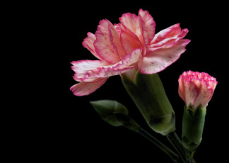 Картинка цветы гвоздики фон черный гвоздика