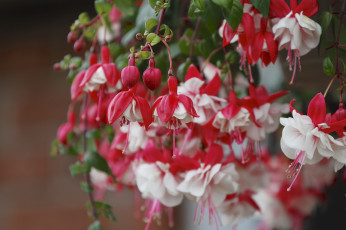 Картинка цветы фуксия ветки макро бутоны