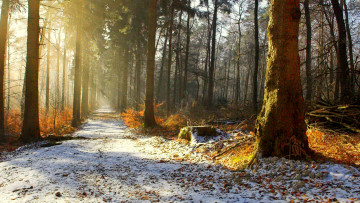 Картинка природа дороги лес дорога снег