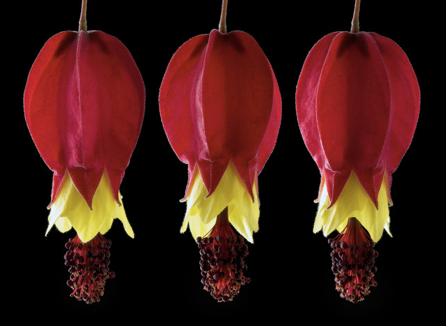 Обои картинки фото цветы, черный, фон