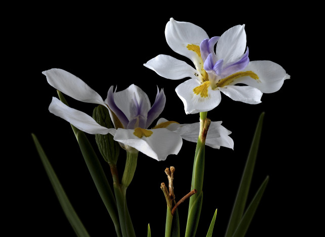 Обои картинки фото цветы, ирисы, фон