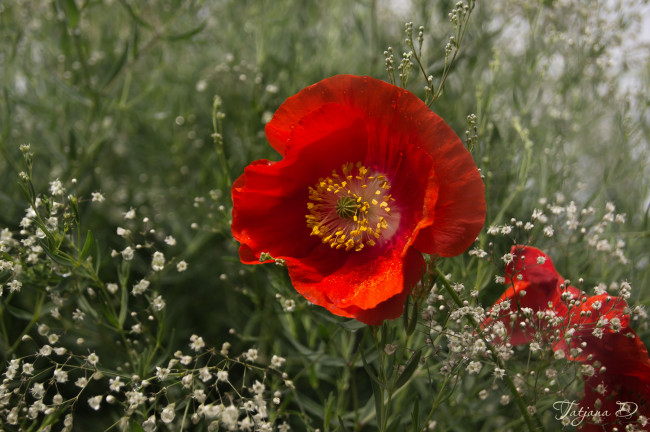 Обои картинки фото цветы, маки, гипсофила, макро, красный, мак