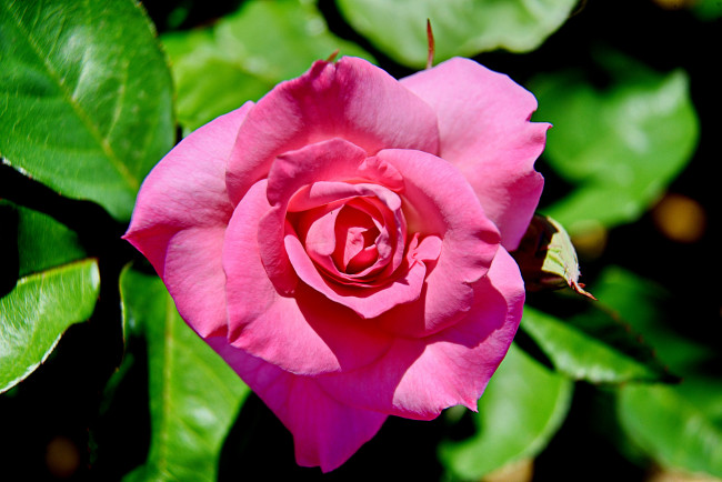 Обои картинки фото цветы, розы, роза, бутон