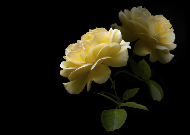 Обои картинки фото цветы, розы, черный, фон