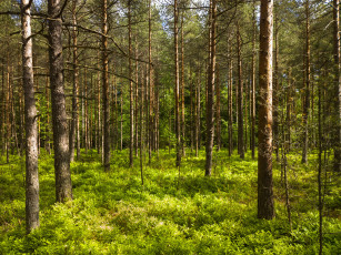 Картинка природа лес деревья