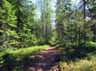 Картинка природа лес деревья