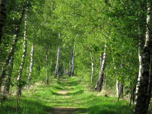 Картинка природа лес деревья