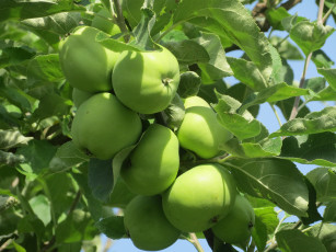 Картинка природа плоды яблочки