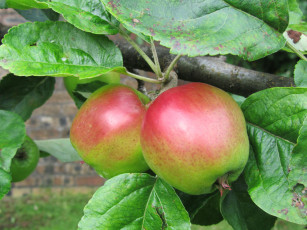 Картинка природа плоды яблочки