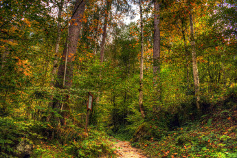 Картинка природа лес деревья