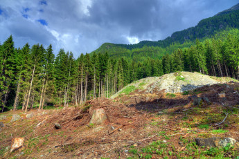 Картинка природа лес деревья