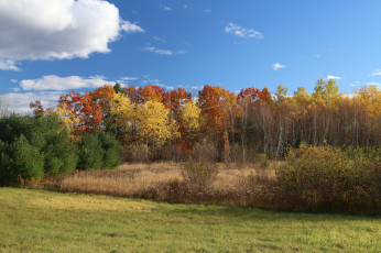 Картинка природа лес деревья