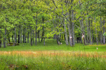 Картинка природа лес деревья