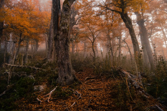 Картинка природа лес деревья