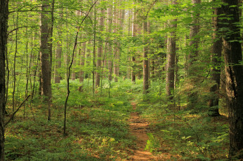 Картинка природа лес деревья