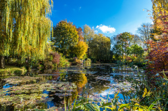 Картинка природа парк лес река