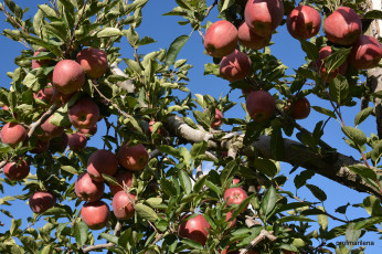 Картинка природа плоды яблочки