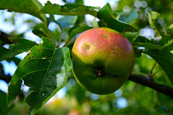 Картинка природа плоды яблочки
