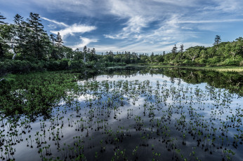 Картинка природа реки озера лес река