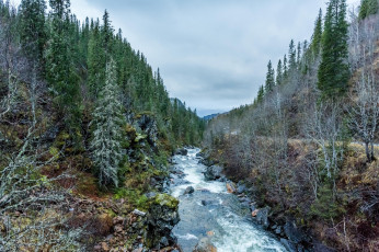 Картинка природа реки озера лес река