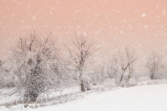 Картинка природа зима деревья снег