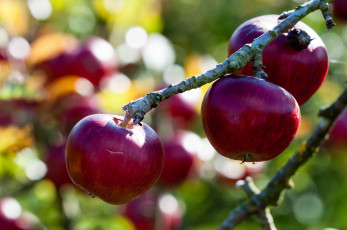Картинка природа плоды яблочки