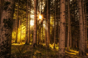 Картинка природа лес деревья