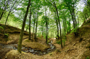 Картинка природа лес деревья