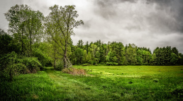 Картинка природа лес деревья