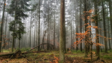 Картинка природа лес деревья