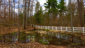 Картинка природа лес деревья