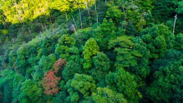 Картинка природа лес деревья