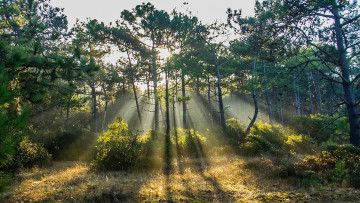 Картинка природа лес деревья