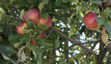 Картинка природа плоды яблочки