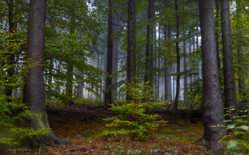 Картинка природа лес деревья