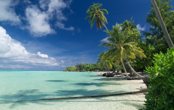 Картинка природа тропики курорт