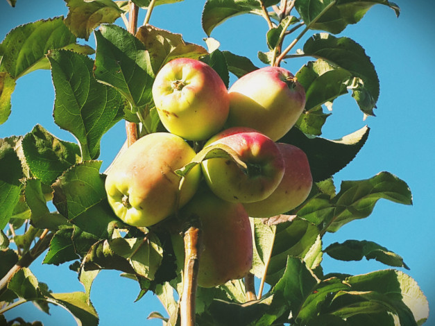 Обои картинки фото природа, плоды, яблочки