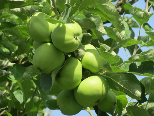 Обои картинки фото природа, плоды, яблочки