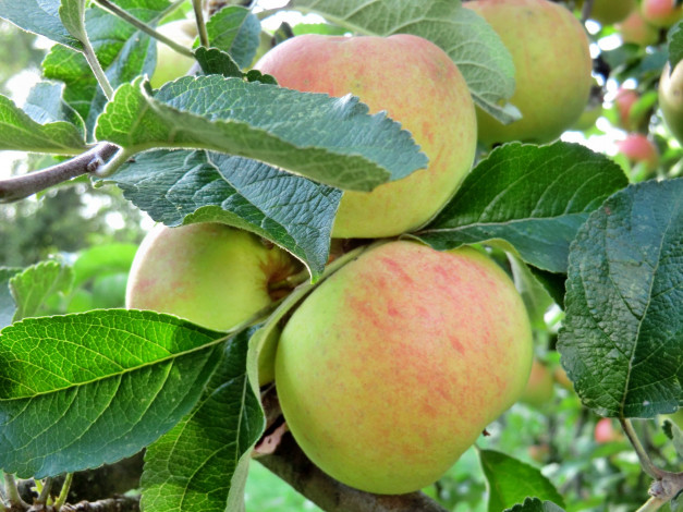 Обои картинки фото природа, плоды, яблочки