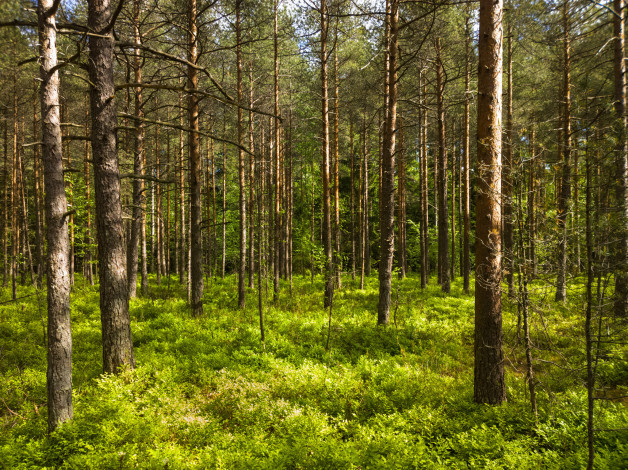 Обои картинки фото природа, лес, деревья