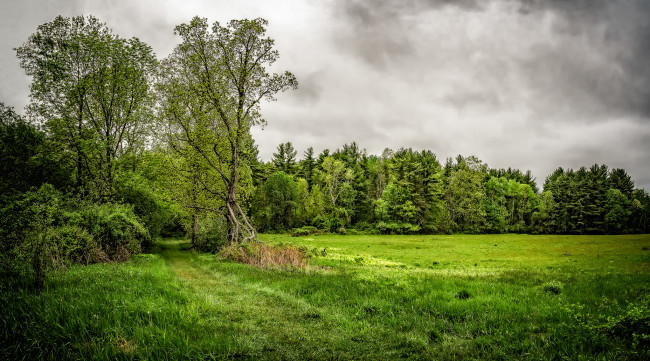 Обои картинки фото природа, лес, деревья