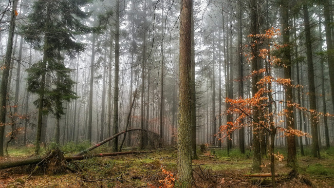 Обои картинки фото природа, лес, деревья