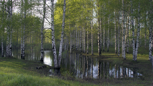 Обои картинки фото природа, реки, озера, лес, река