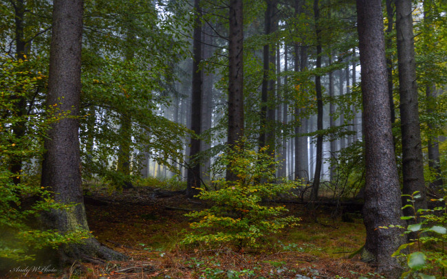 Обои картинки фото природа, лес, деревья