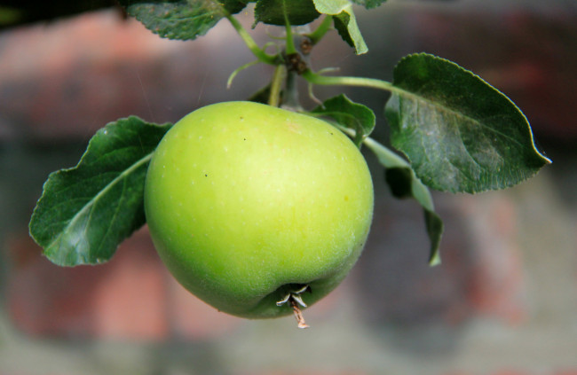 Обои картинки фото природа, плоды, яблочки